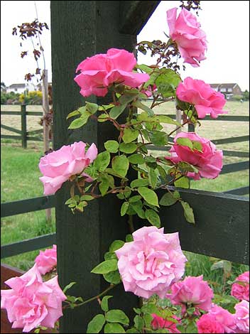 صباح الورد بالوانه Scented_garden_roses_470_352x470