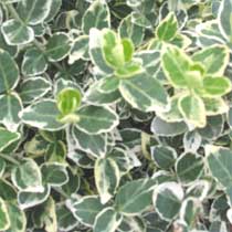 PLANTAS COBERTORAS Euonymus_fortunei_emerald_gaiety