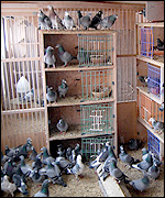 موسوعة صور مساكن ولوفتات الحمام الزاجل Pigeons_150x180