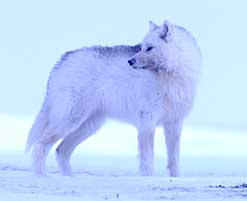 Wolf  Pics Na_arcticwolf