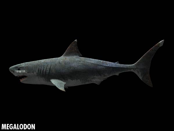 wái Vật Biển Chấp Cả khủng Long Bạo chúa Megalodon_closeup