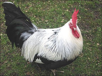 سلالات الدواجن الإنجليزية English chicken strains بالصور Cockerel_pic_03_400x300