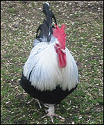 سلالات الدواجن الإنجليزية English chicken strains بالصور Cock_silver_grey_dorking_150_150x180