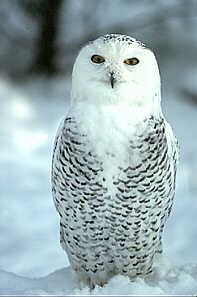 Owl  Snowyowl