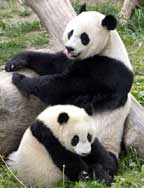 கரடி குட்டிகள் Panda-bear-baby