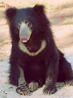 Varats olidliga olidlighet Sloth_bear_03