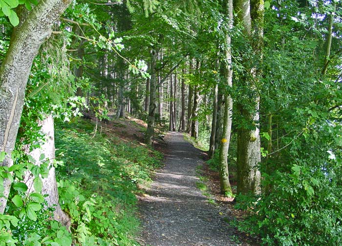 Wanderweg im Wald Wanderweg_kuehlauenen_700_504