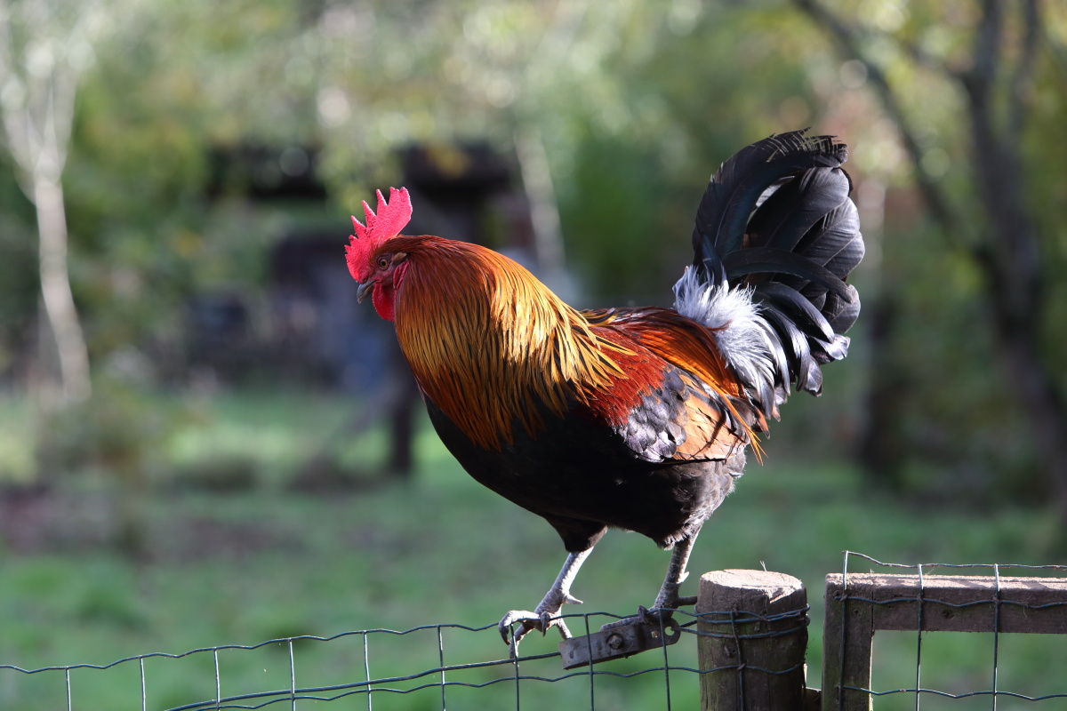 Critique grandes ardennaises saumonées dorées Ardennaises%20201811.028