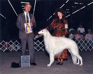 Ruski hrt,  Borzoi, Russian wolfhound, RUSSKAYA PSOVAYA BORZAYA - Page 2 Belisarius01s