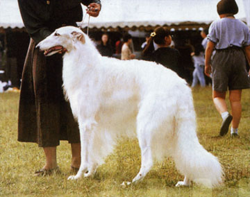 Ruski hrt,  Borzoi, Russian wolfhound, RUSSKAYA PSOVAYA BORZAYA - Page 2 Photo05