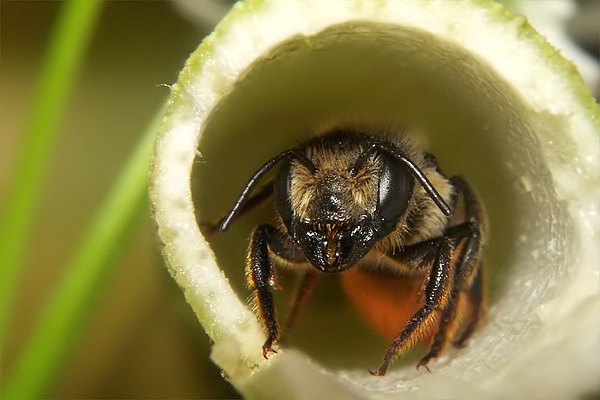 Bộ sưu tập Côn trùng - Page 44 0482-hym-megachile-genalis-female-martawald-090804