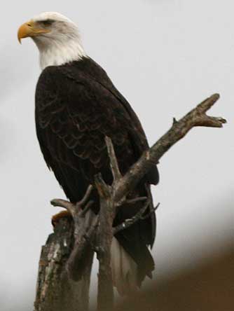 Three day temporary ban has been issued on ghandi - Page 7 Bald-eagle-perching3