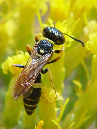 Bộ sưu tập Côn trùng - Page 63 Beewolf-philanthus-gibbosus