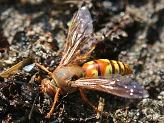 Bộ sưu tập Côn trùng - Page 54 Western-cicada-killer-wasp-sphecius-grandis