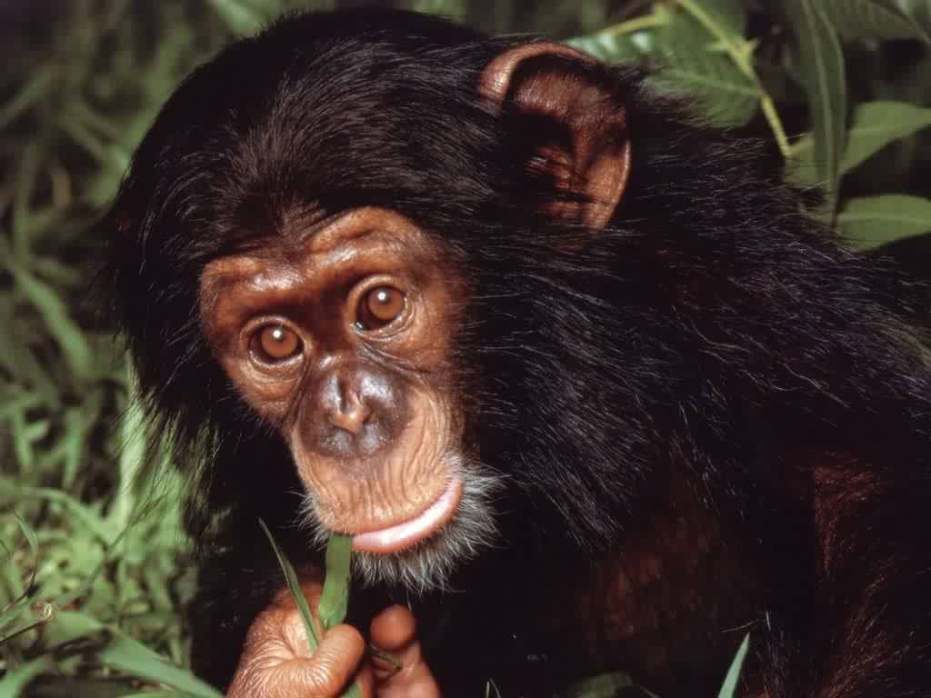 Pics game 1024%20-%20chimpansee