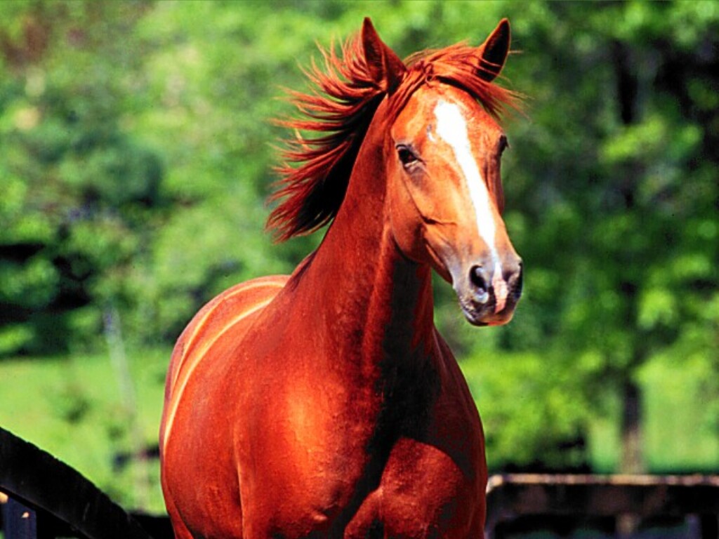 Ato I - Ariel, Johan, Aeltlas e Baraz - Página 2 Horse%20Flying%20Chestnut