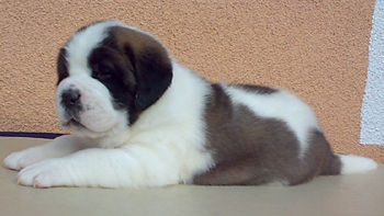 My  St.Bernard - "Od Mikija" 4ned%20mk