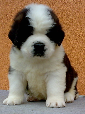 Puppies litters C - kennel st.bernard OD MIKIJA   Carlo