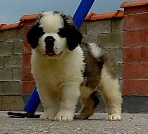 We have first puppy -  kennel st.bernard  "OD MIKIJA" Gass%202