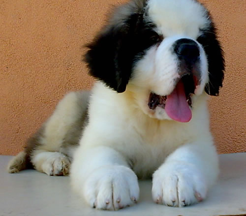 We have first puppy -  kennel st.bernard  "OD MIKIJA" Gass%209