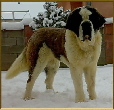 My  St.Bernard - "Od Mikija" Rua%20m13%20me