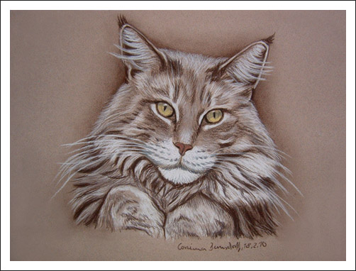 Corinna Bernsdorff, portraitiste et photographe de chiens Maine_coon_02