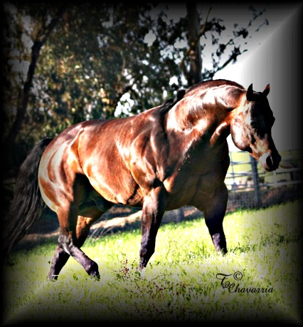 A bunch of Cicle Bar Ranch`s Quarter Horses. Skipforwb