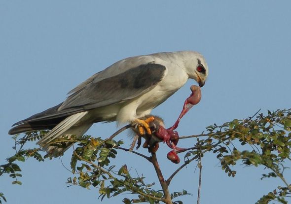 นกเหยี่ยวขาว  Black-shouldered Kite  9-4.-BSK-remove-rodents-entrails-CKM-1