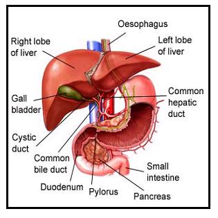 دول بعض صور الابدومن والبلفيس لسنه تانيه Liver