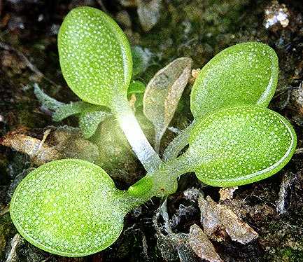 Pinguiculas *.* - Página 2 Pinguicula_acuminata_Copyright_P_Dzik