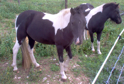 froufrou/Black Poney