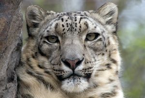 Les léopards des neiges sont en danger d'extinction Leopard-des-neiges