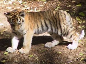 Les tigres sont des gros félins Tigre-bebe