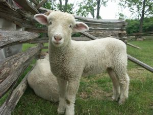 Les moutons sont élevés pour leurs laine et le lait Mouton-bebe