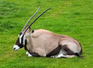 Les oryx sont au bord de l'extinction Oryx