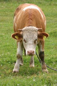 Les vaches laitières sont indispensables Vache-face