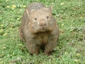 un animal à découvrir par blucat (19juillet)trouvé par ajonc Wombat-2