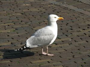 LA MOUETTE Mouette-1