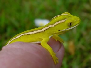 Gecko Gecko-bebe