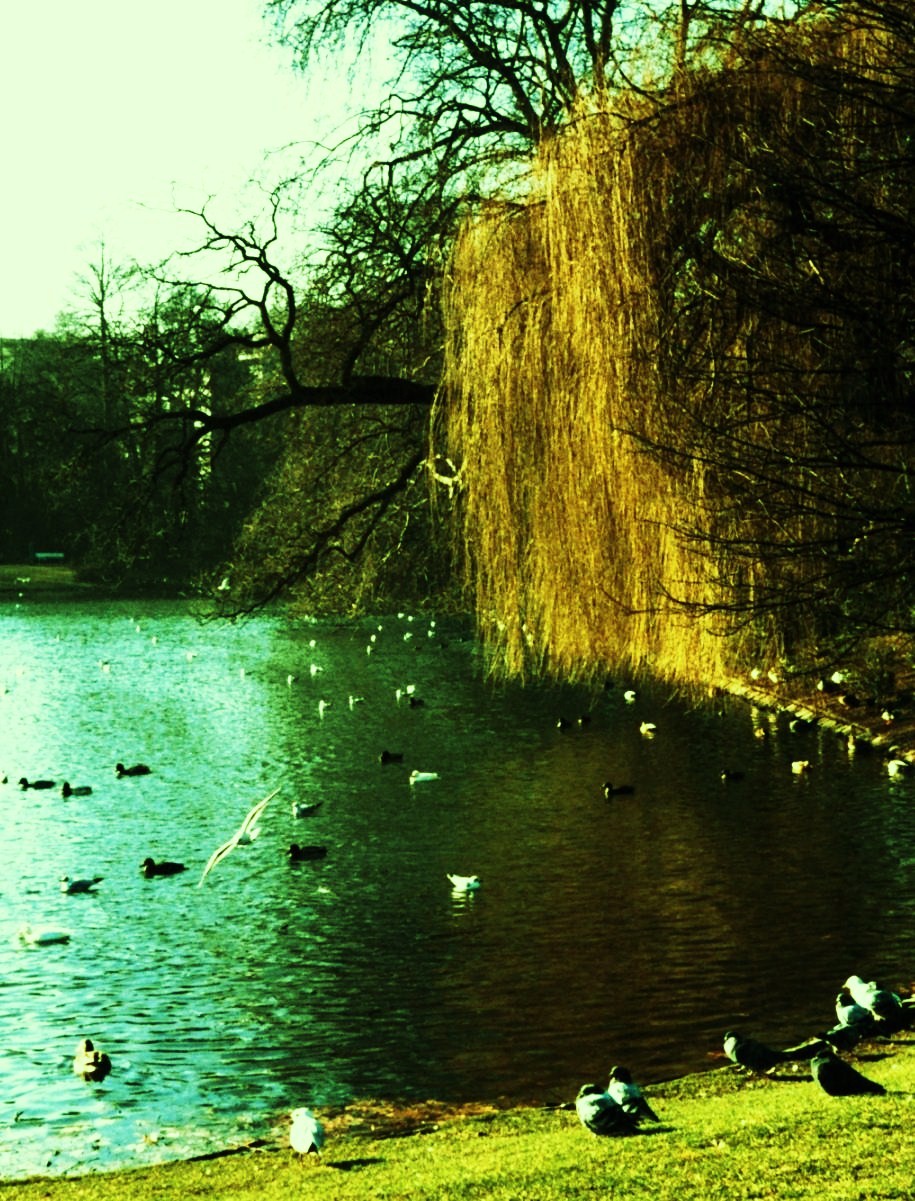 Езерото в парка Hofgarten_A-small-lake_11401