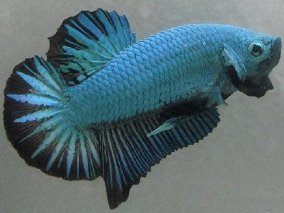 Besoin d'aide pour identifier 5 poissons Dragons-DragonBlue(LeAnhTuan)