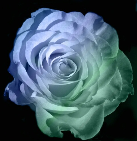 الورد جميل .. جميل الورد 020308094846a_rose_blue_green