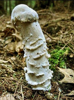 [Jeu] Association d'images - Page 9 Mushroom