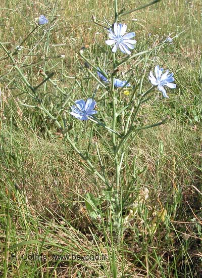       Chicory0002b