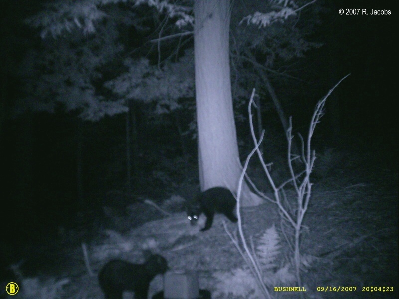 Nuevas e increbles imagenes de un Bigfoot 1_bear_cubs_med