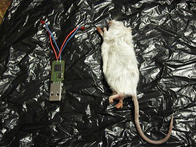 Très glauque : utiliser une souris empaillée comme clé usb Souris-empaillee-usb