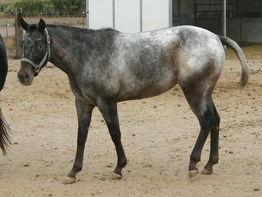 Les chevaux appaloosa Naughty3