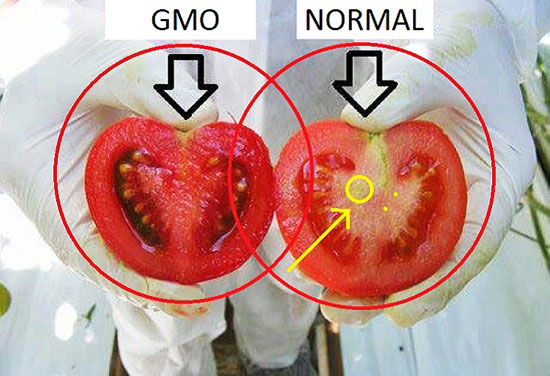 Los peligros de Monsanto Globalfood90_04