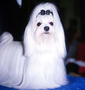 Demi gyvūnija Maltese2