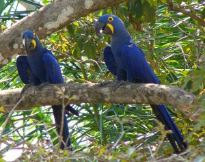 Harakagi Hitsu Hyacinth_Macaw-300x237